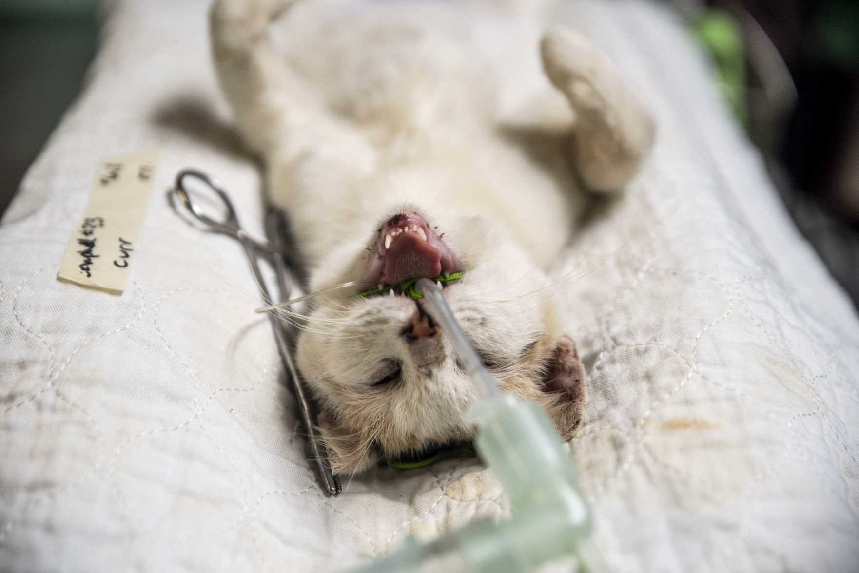 Feral cat day